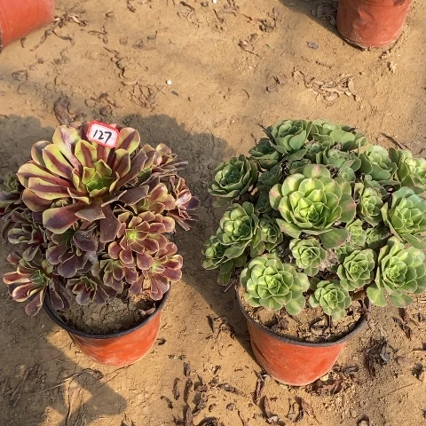 两颗法师一物一拍