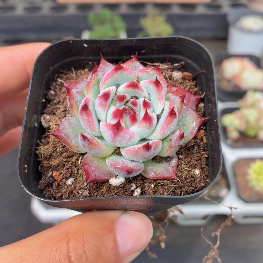 吉娃娃多肉9.9包邮发货