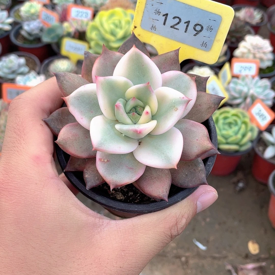 卡梅拉锦1219号多肉