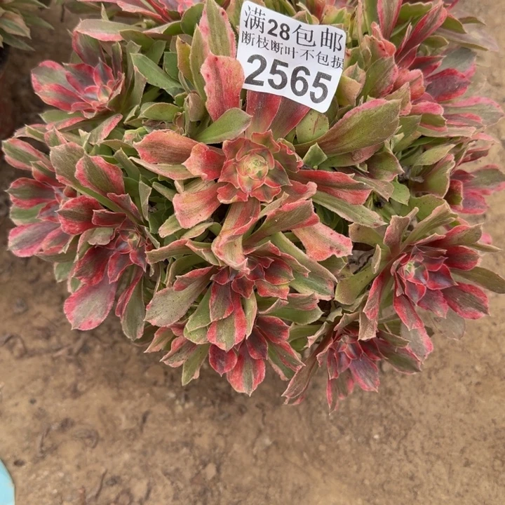 2565七彩多肉植物