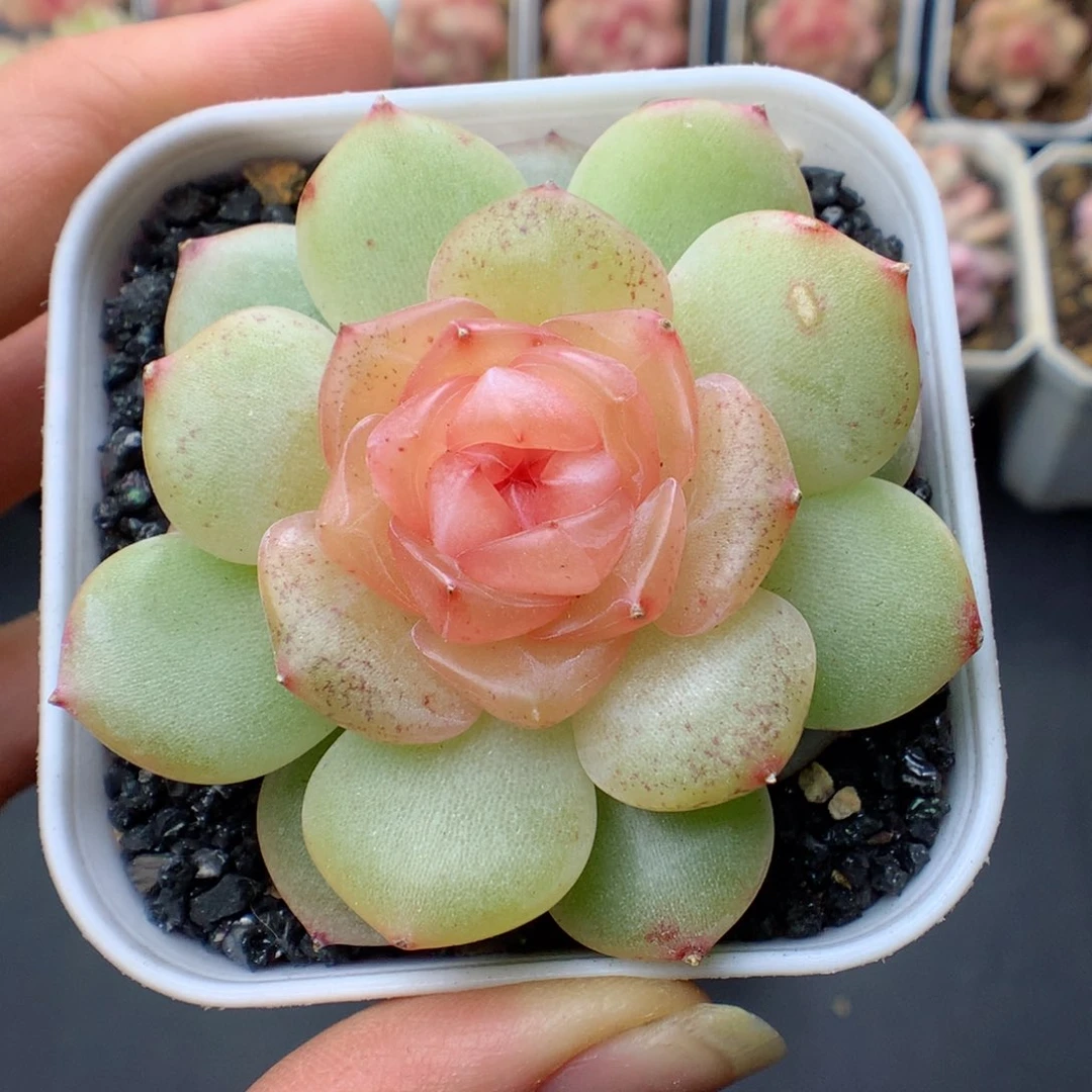 多肉植物。 糖心45