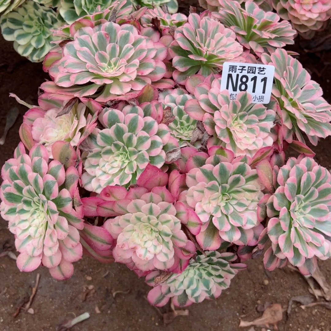 811红彤白尺寸30左右