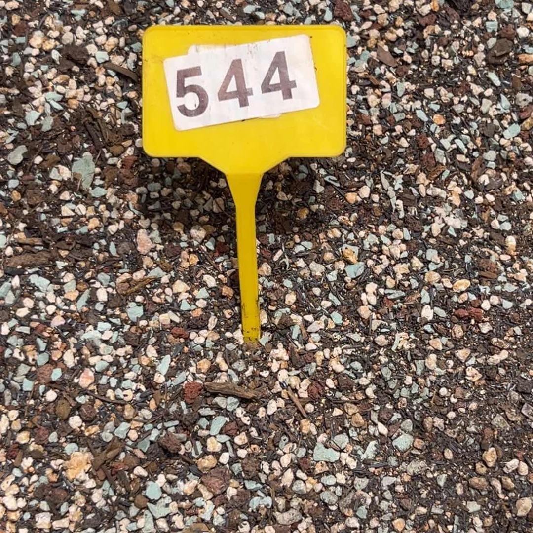 ?****?544苗床一年半多肉植物