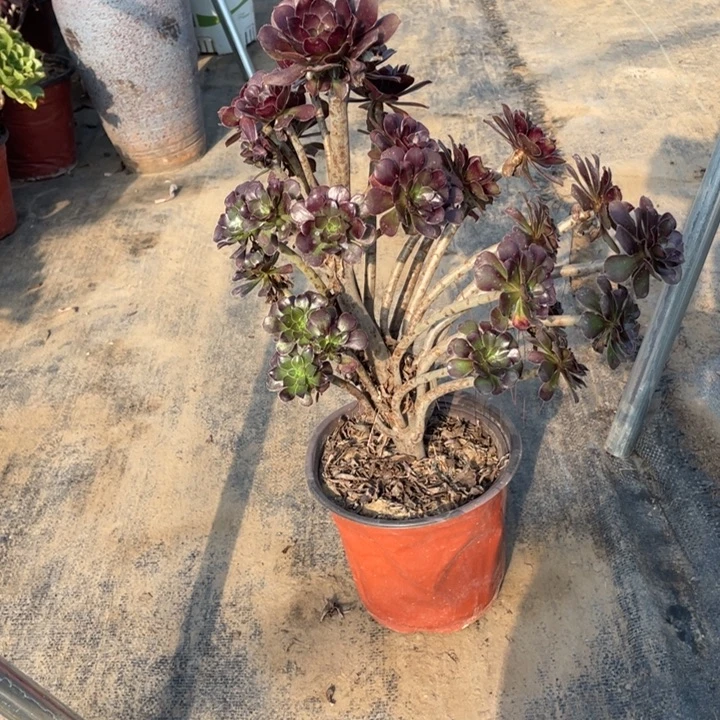 13黑法师多肉多肉植物多肉