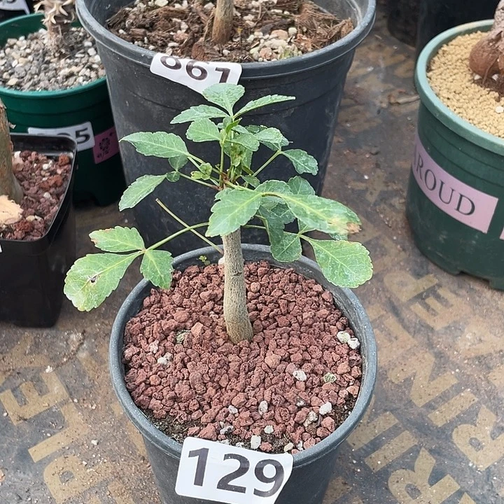 129小圆叶芳香橄榄