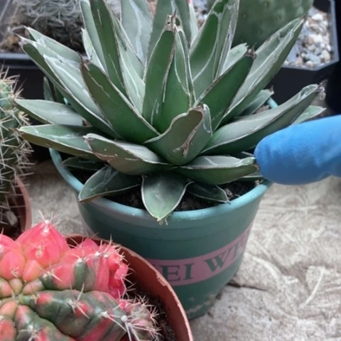 狮子雪光辉毛花香仙人球25米