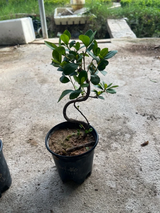 海岛春花S游龙造型盆景花卉绿植