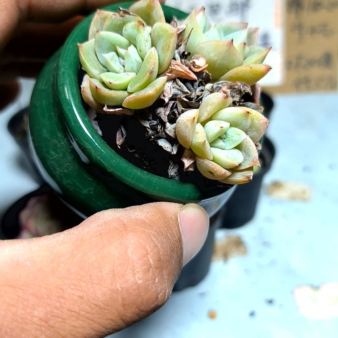满6元包邮，月亮仙子老庄