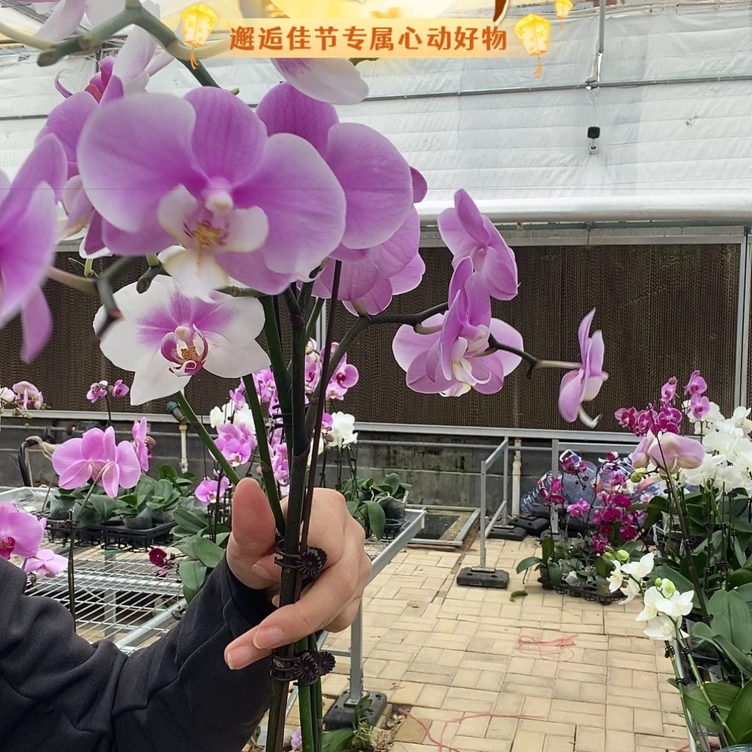 完全开放安娜，粉钻两颗组合