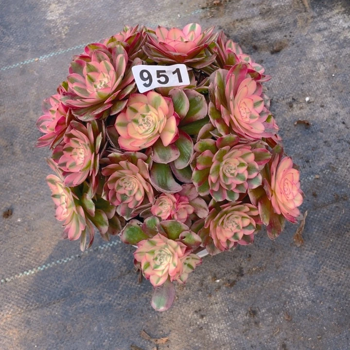 951老庄多肉法师荔枝