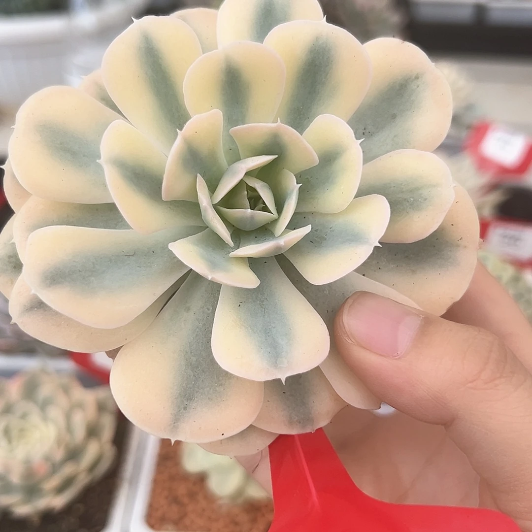101号鲁士石莲锦多肉植物
