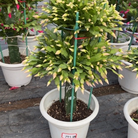 糖***糖两层粉红裙子蟹爪兰7451