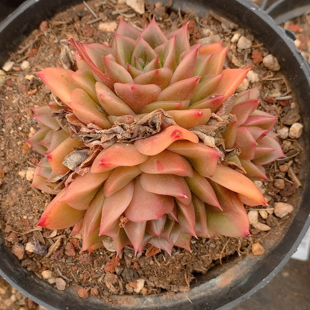 【闪购商品】云973