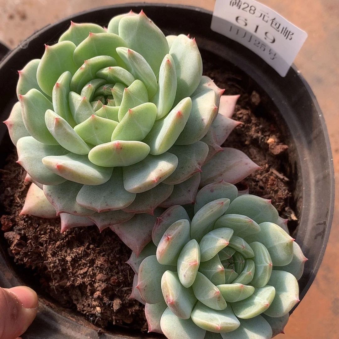 【闪购商品】云619