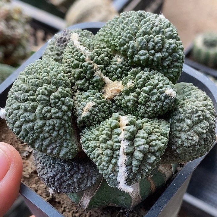 无花朵福利大尤丸尤哥斯拉牡丹509