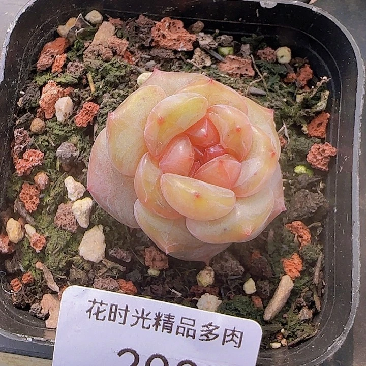 花时光精品多肉200