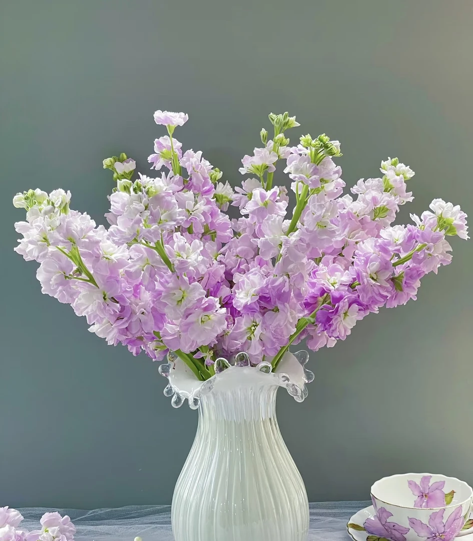 紫罗兰重瓣三色 万能花 一单包邮