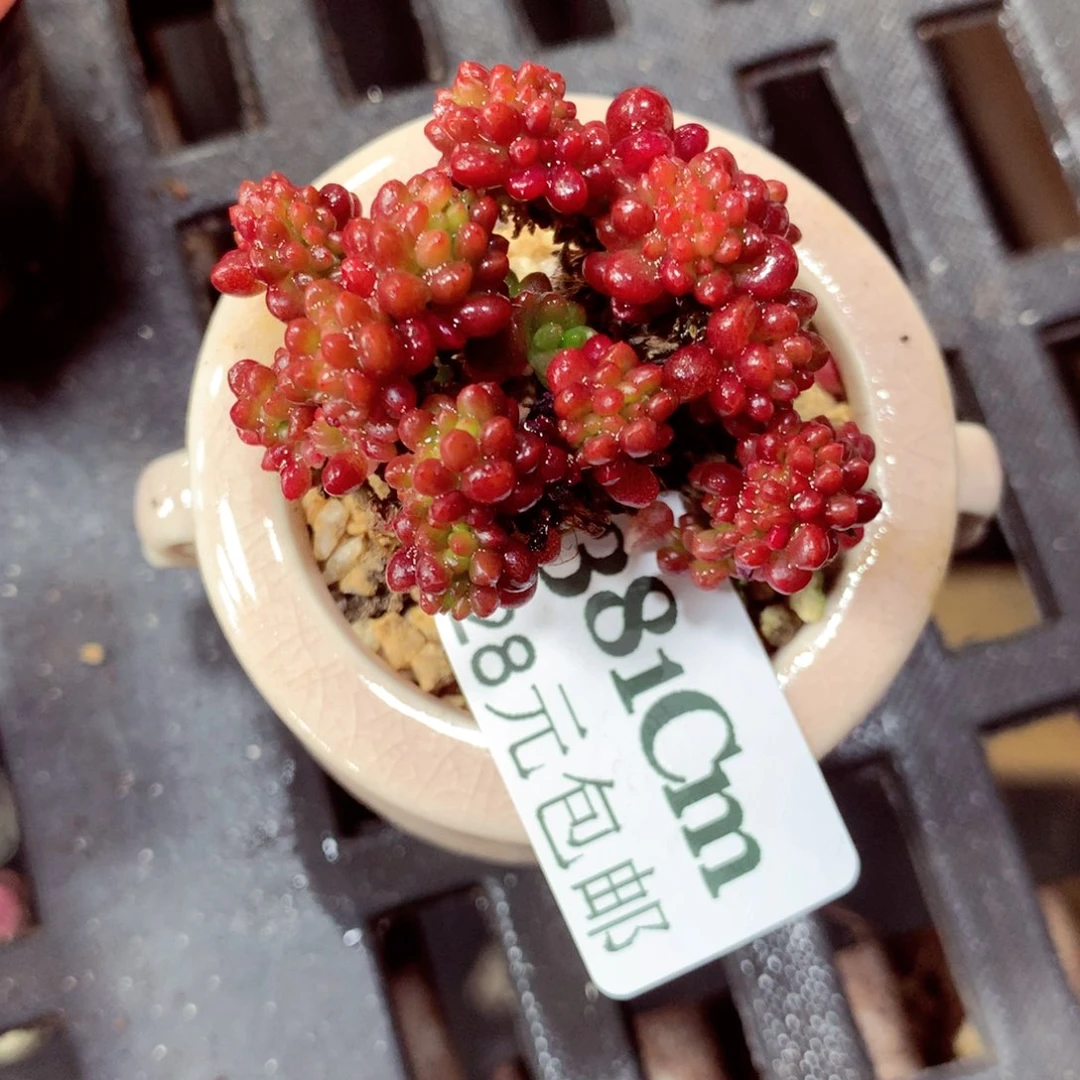 5厘米盆精控多肉381