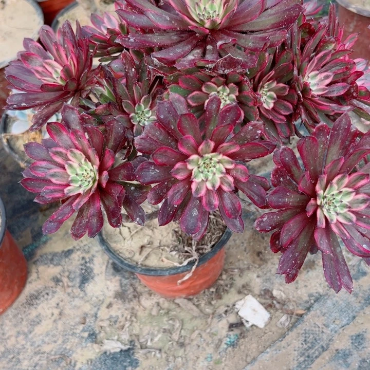 654紫霞多肉植物的