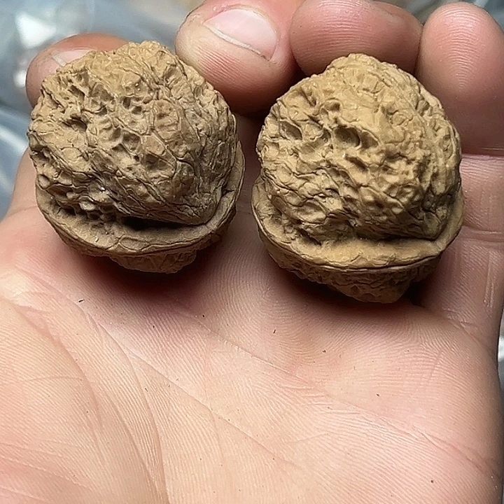 核桃36号恶霸金蟾37尺