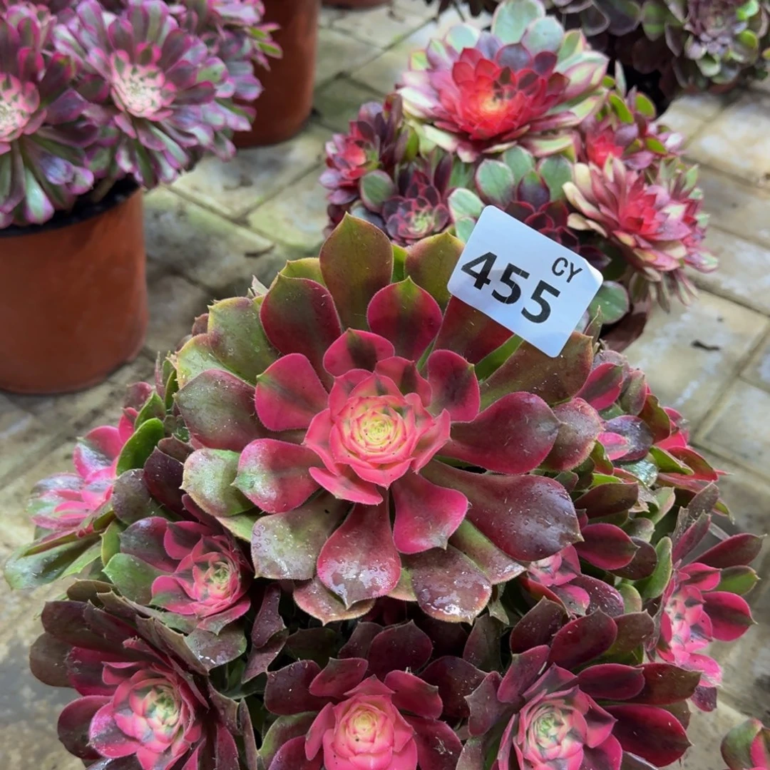 多肉植物455香妃。法师