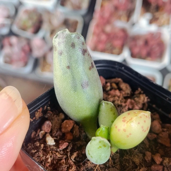 海豹锦11111111777877888888