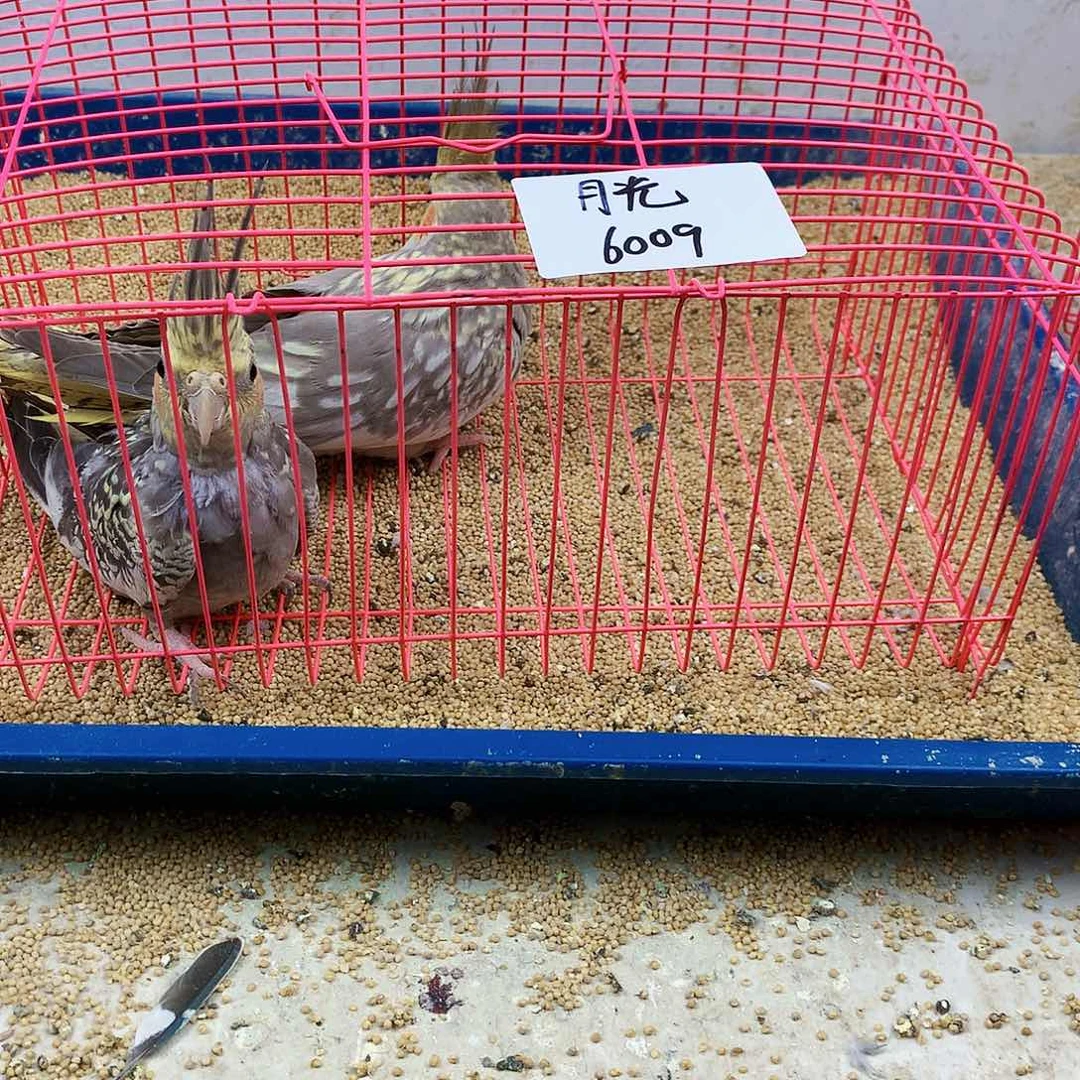 月****虎皮鹦鹉牡丹一如