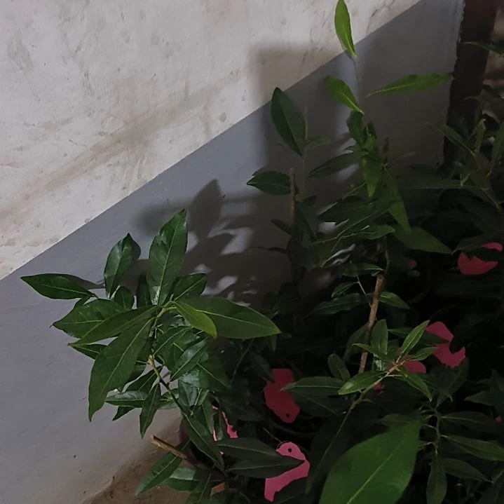 无花朵南瓜金瓜小滴