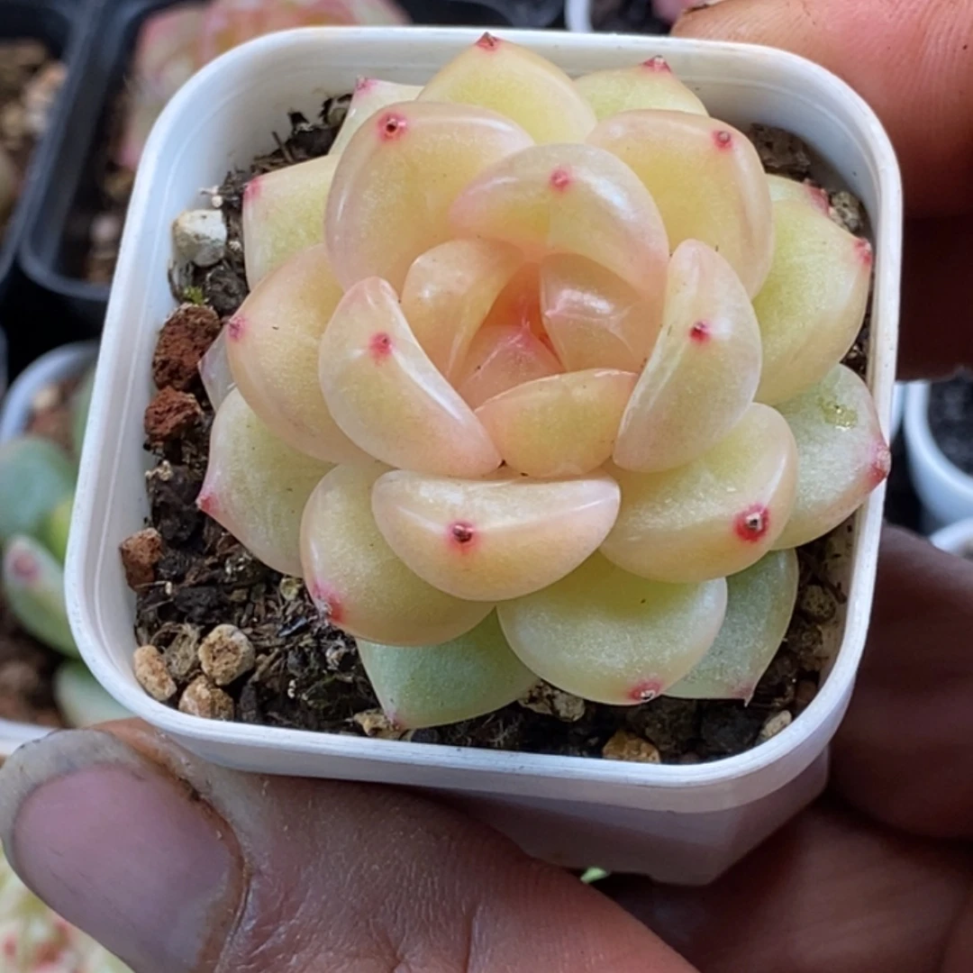 天官赐福百无禁忌