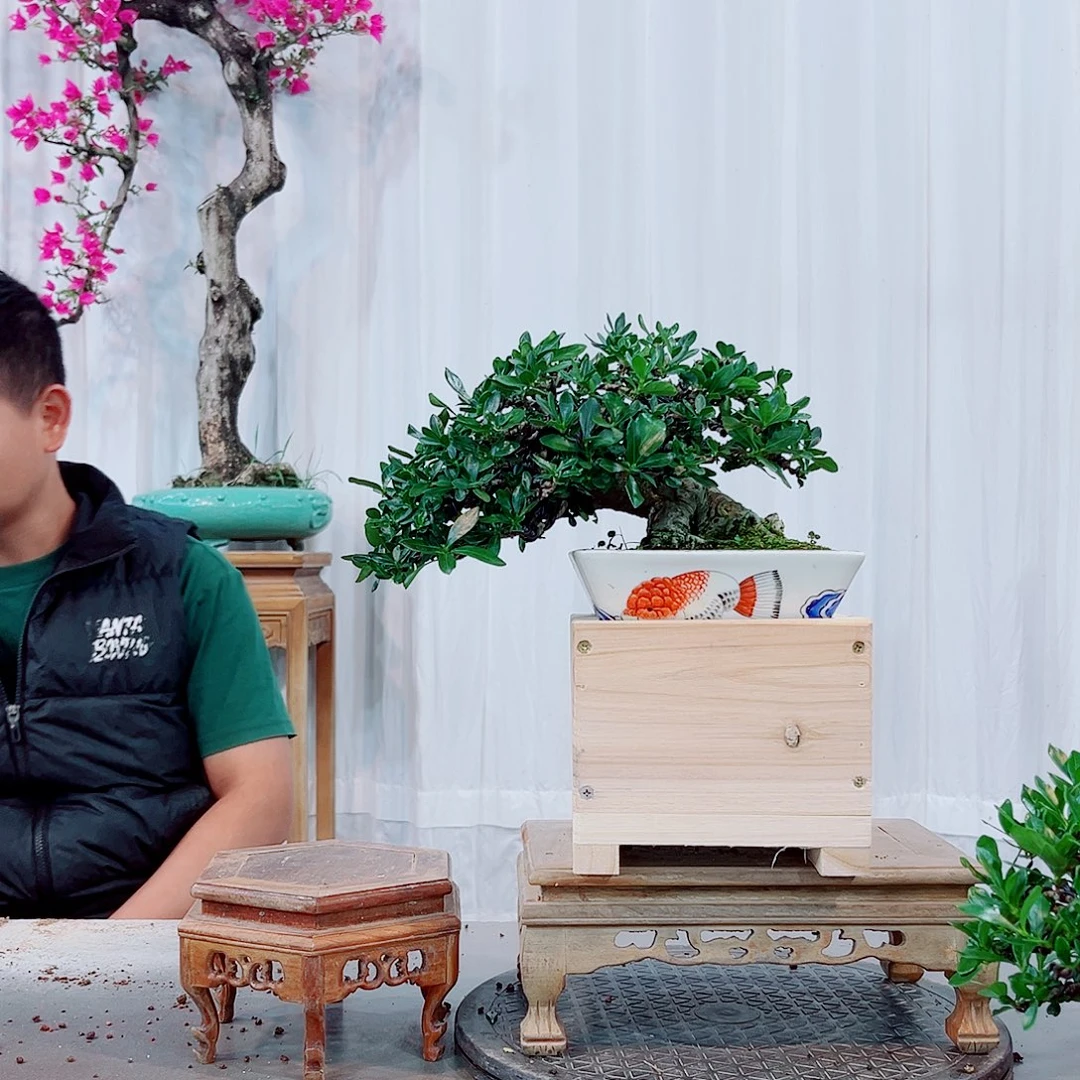 平***人小叶达摩栀子花花