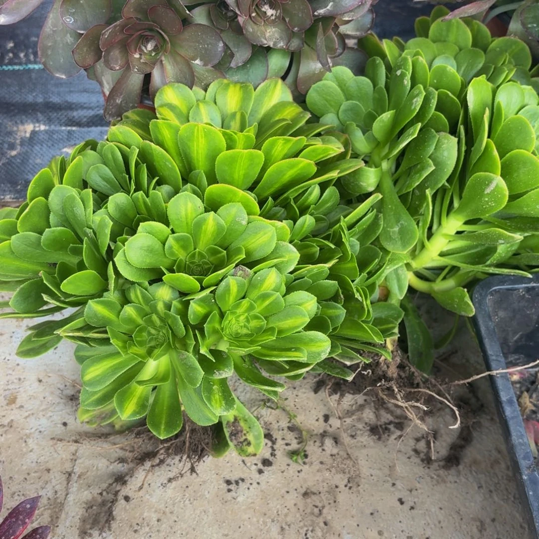 翡翠琉璃多肉植物捧花的