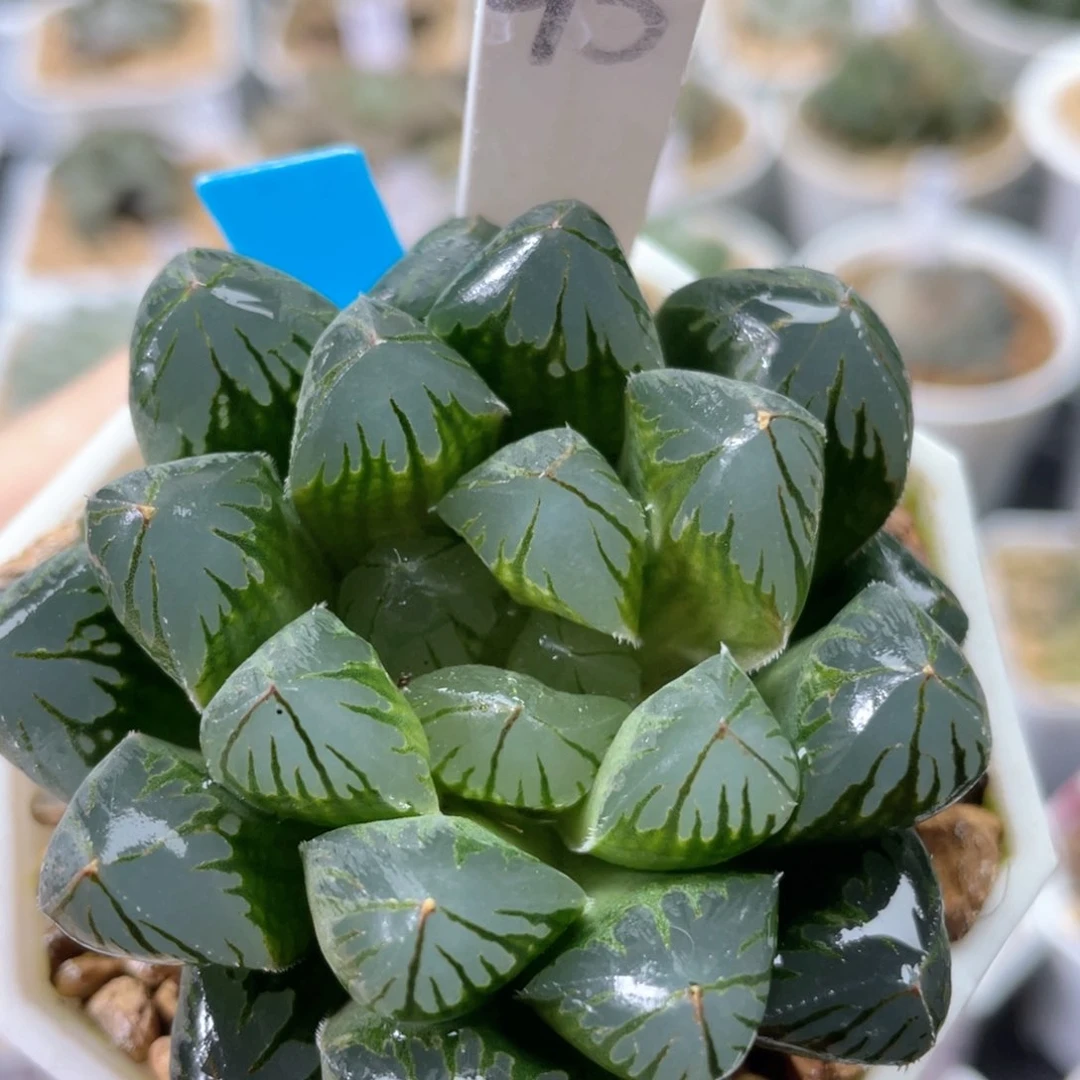 96水晶灯玉露。