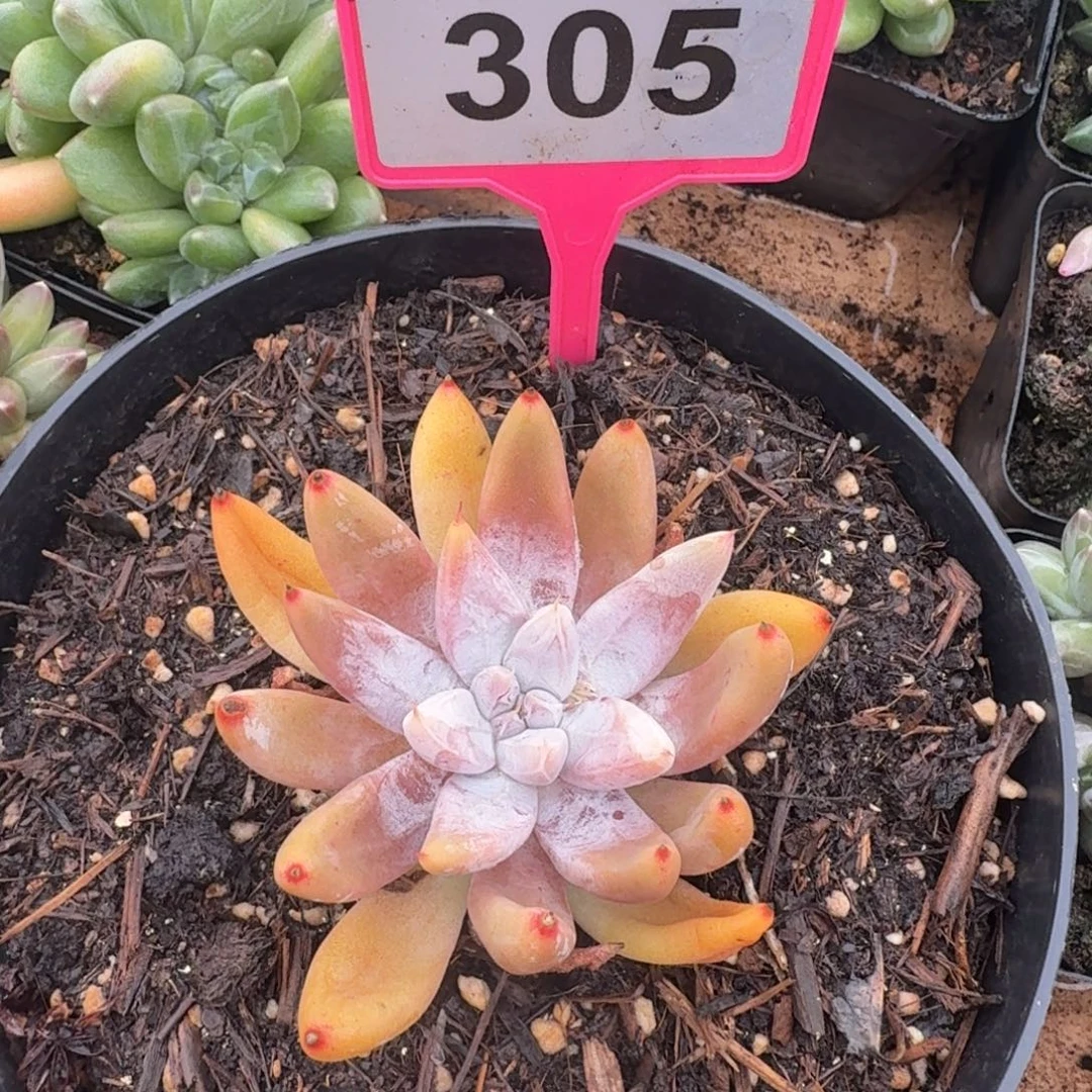 小***儿多肉植物漂亮多肉305