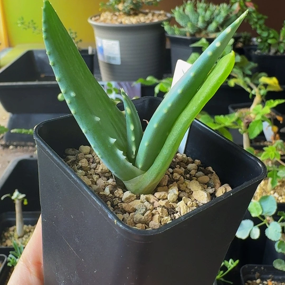 爱***鸭实生皮尔兰斯芦荟带盆土包邮