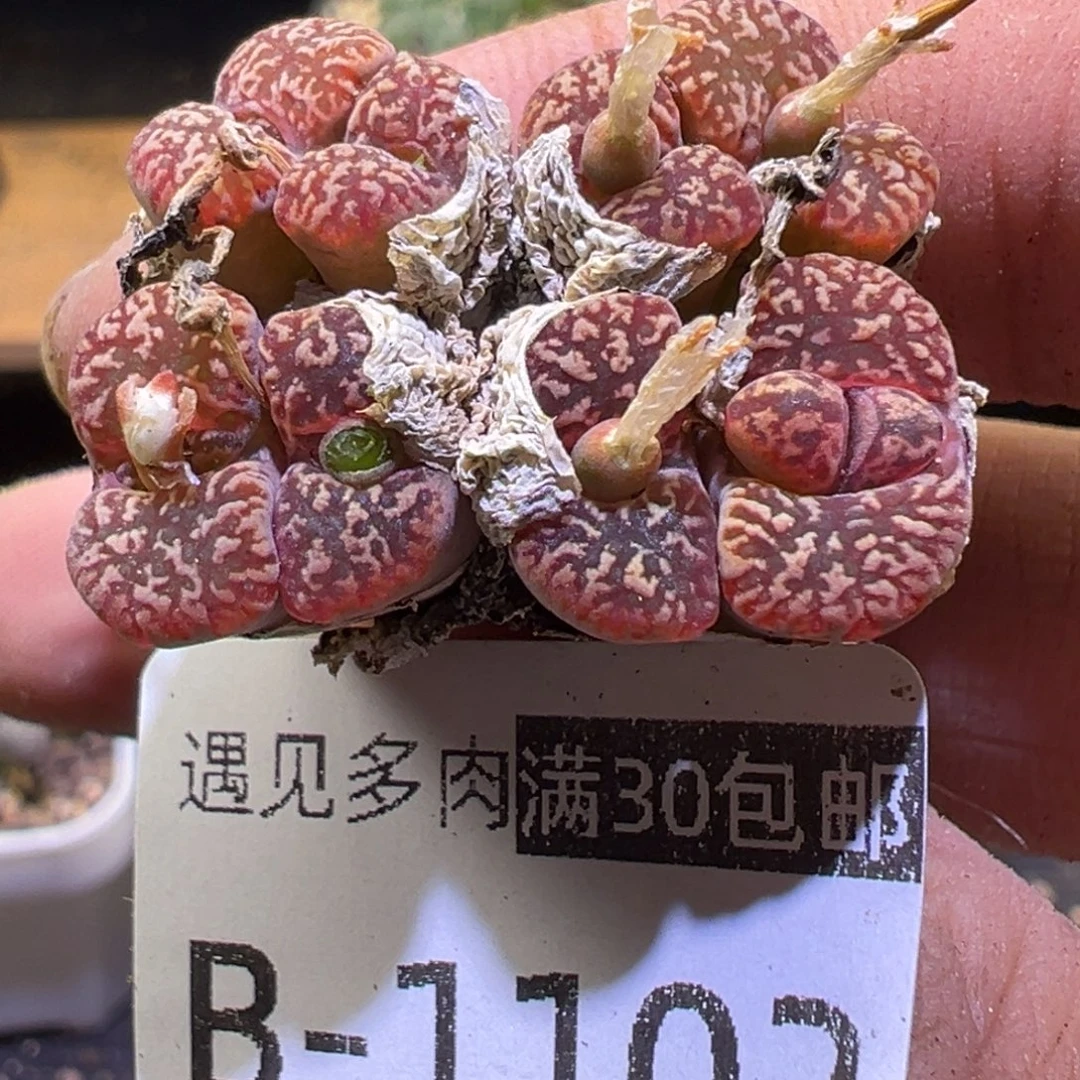 多肉植物1111111111111