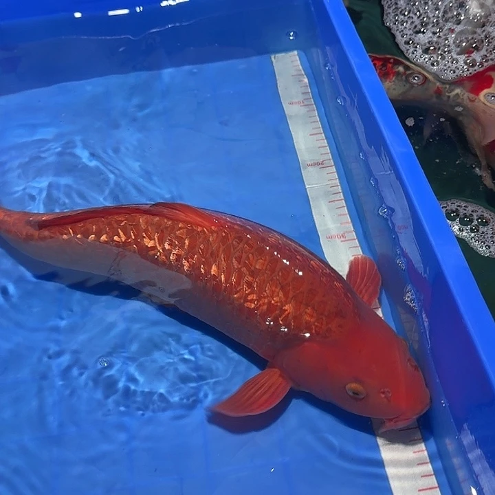 追***人海水鱼漂亮的锦鲤精品一尾