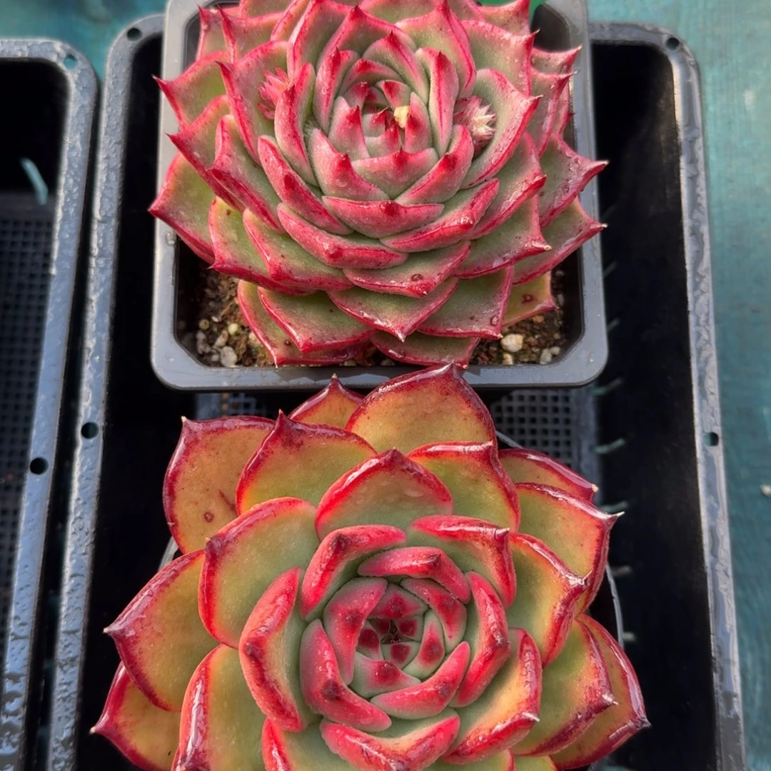 从前慢花园多肉编号1230-5