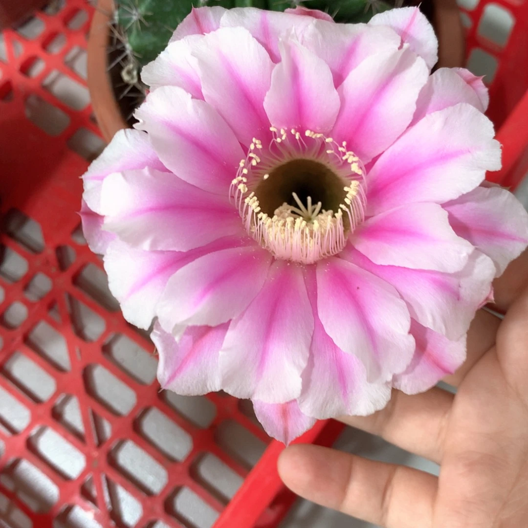 8273实生彩草15公分杯