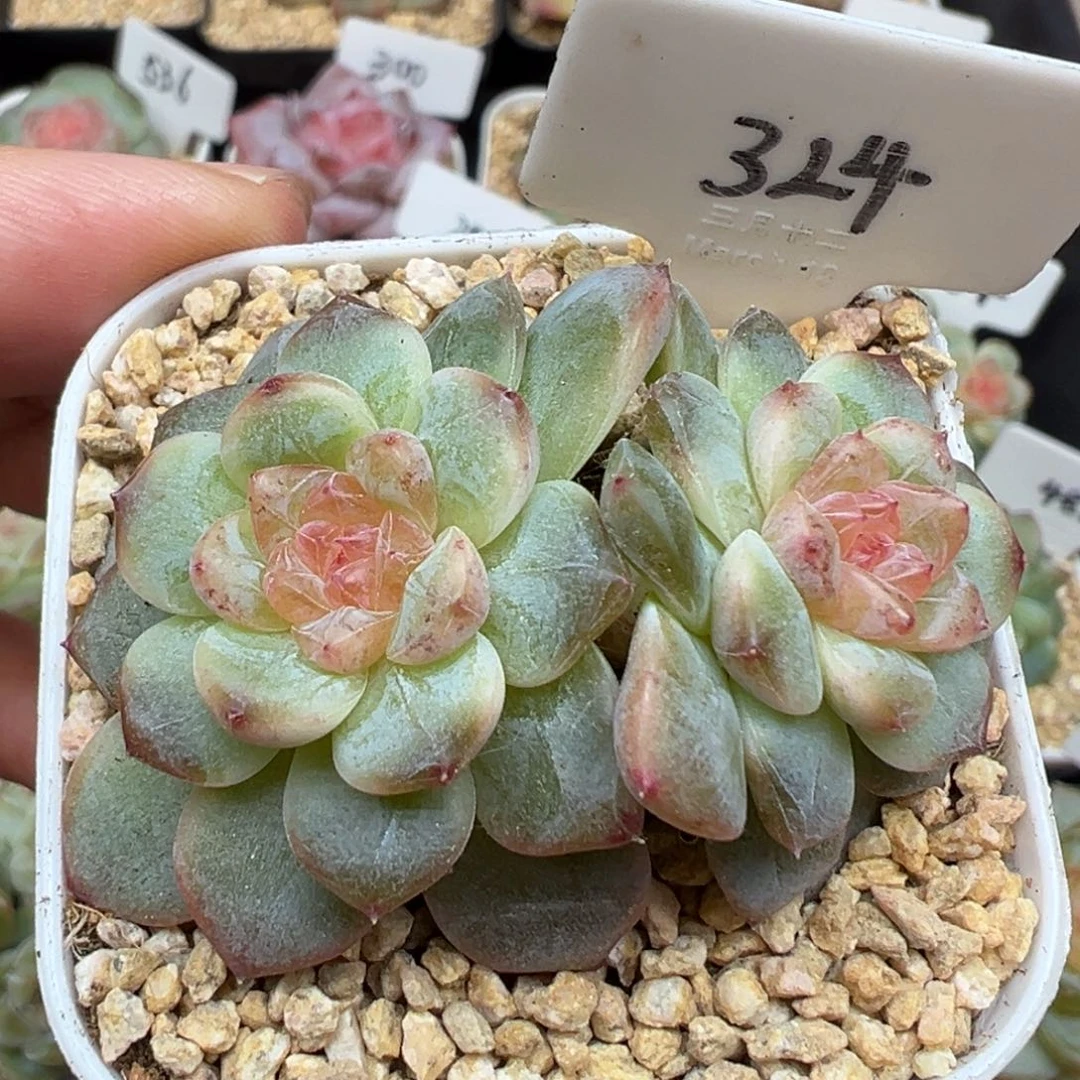 324号竹马甜心有晒斑