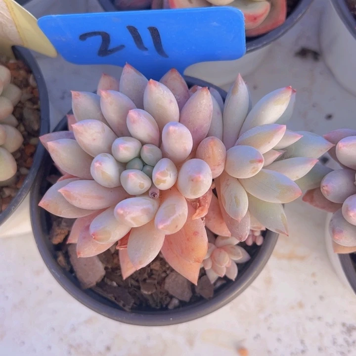 健健康康平平安安