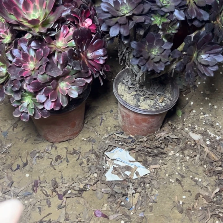 多肉植物两个法师75