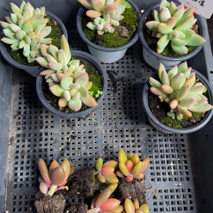 禹***～194多肉植物一物一拍