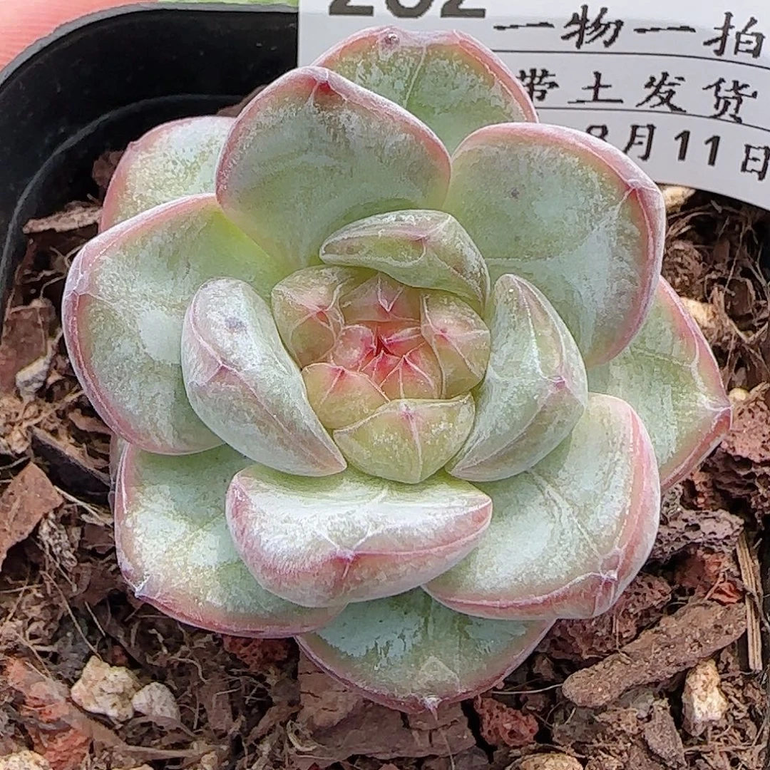 多肉0811-262星星珍妮