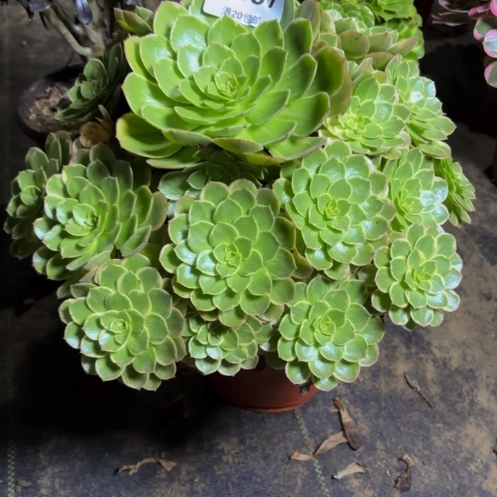 瑞妈多肉园艺537莲花座