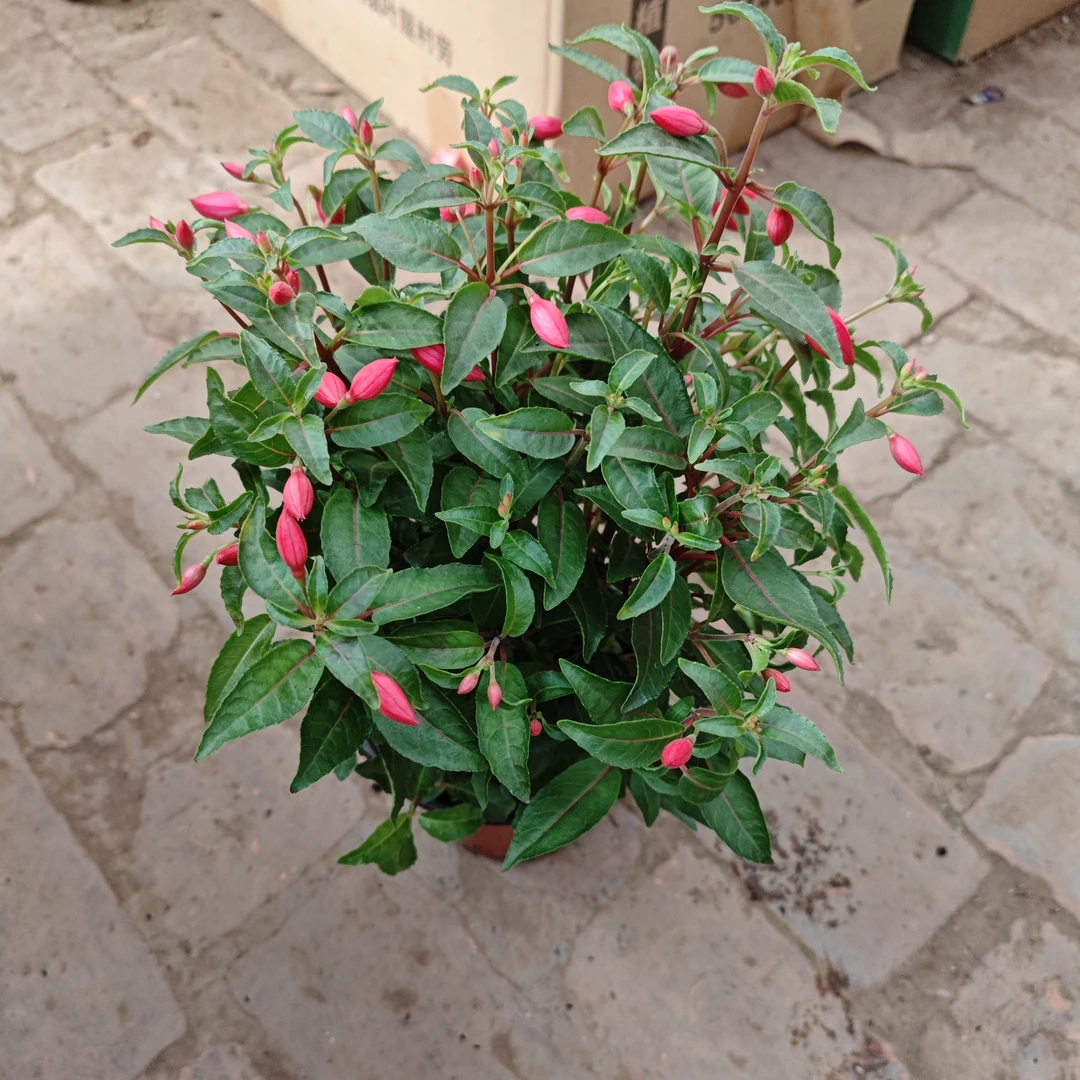 单瓣倒挂金钟开花植物