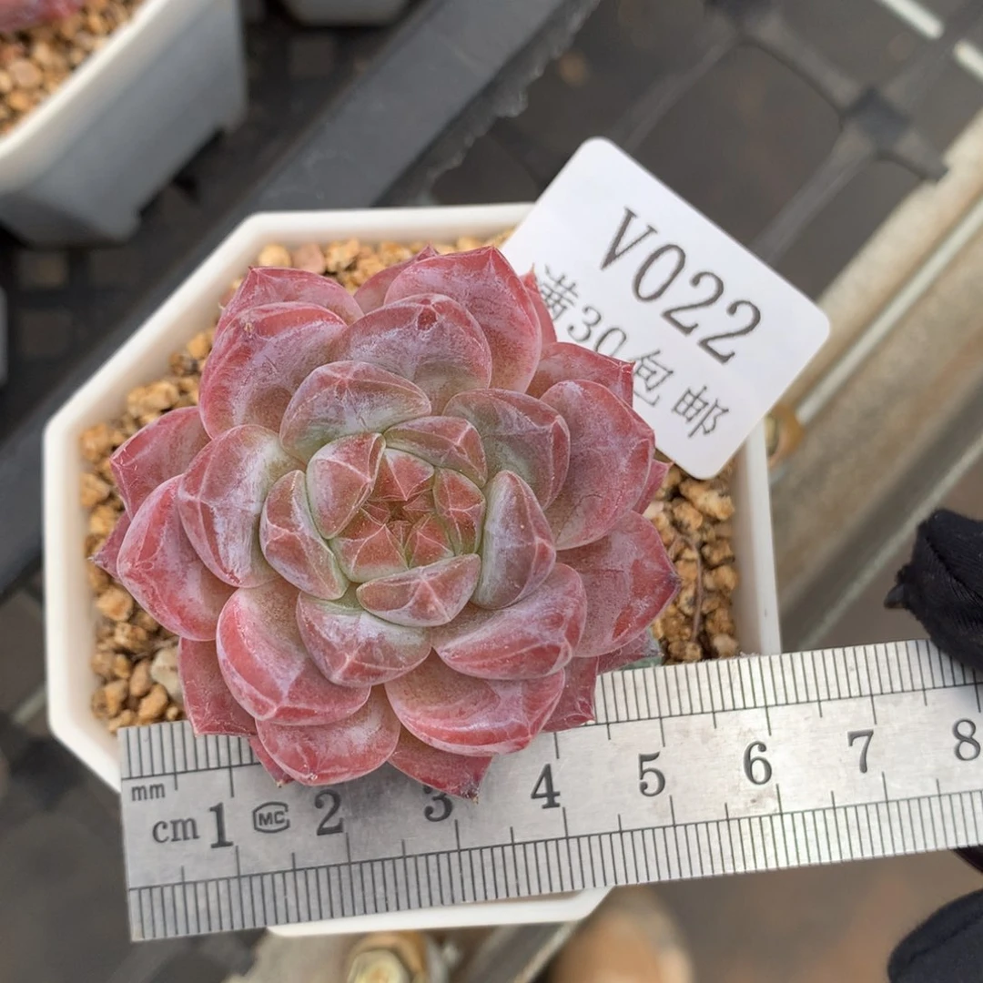 22。粉心琥珀。多肉。