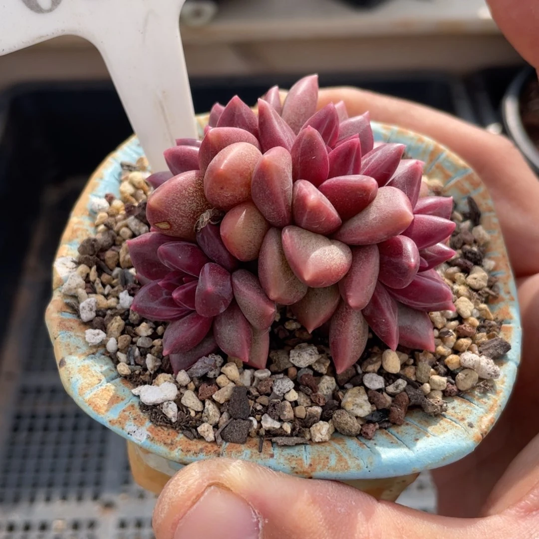 0341迷雾泡泡不带盆6厘米