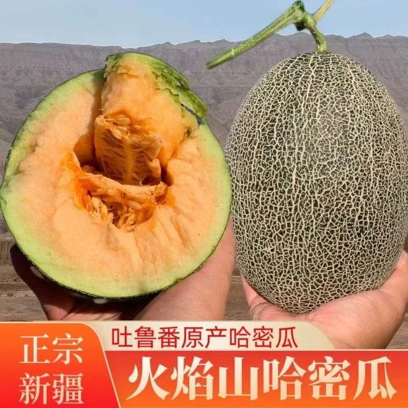 【春姐专属】正宗新疆西州蜜25号哈密瓜新鲜水果脆甜多汁新疆直发