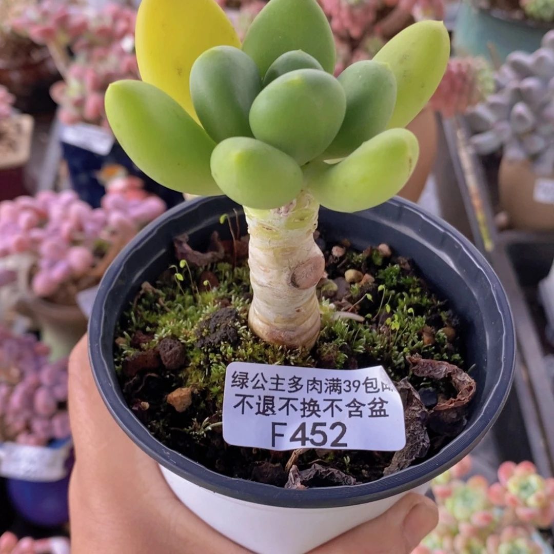 金蝉单头452多肉植物