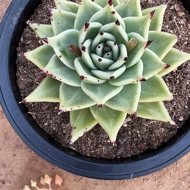 心*多肉植物满20包邮